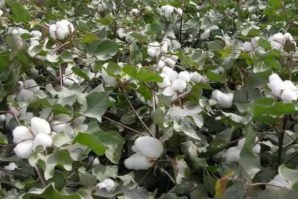 新石选172棉花种简介，生育期121天
