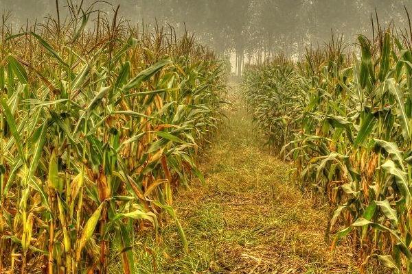 首禾345玉米品种的特性，密度3000株/亩
