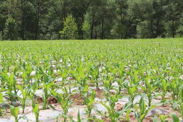 靖玉8号玉米种子介绍，密度4500－5000株/亩
