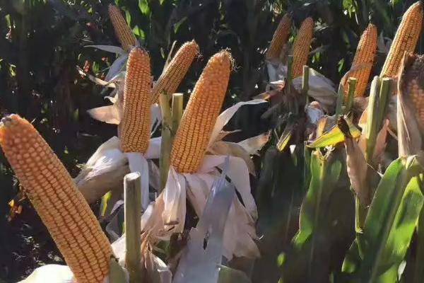 NK805玉米种子简介，中抗小斑病