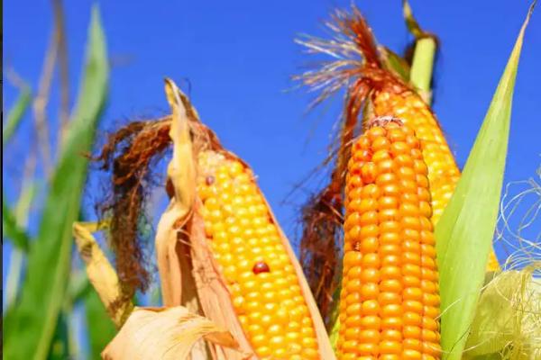 富英77玉米品种的特性，密度5000株/亩左右