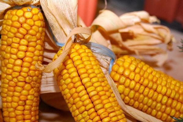 中金玉198玉米种子特点，中抗茎腐病