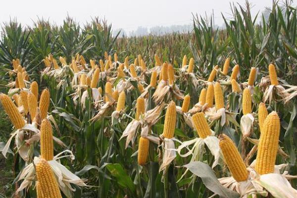 豫单1851玉米种简介，适宜播种期4月中下旬