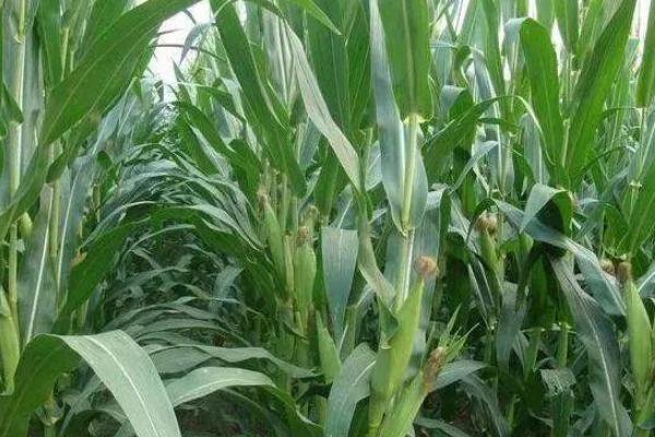 豫单1851玉米种简介，适宜播种期4月中下旬