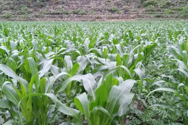 创玉820玉米品种简介，密度5000株/亩左右