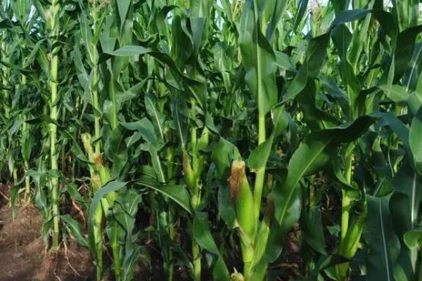 大易3008玉米品种的特性，密度5000株/亩左右