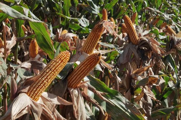 大易3008玉米品种的特性，密度5000株/亩左右