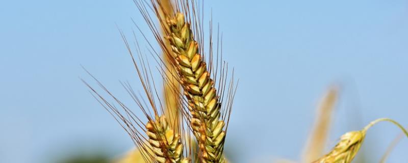 睿麦16小麦品种简介，适宜播种期10月上中旬