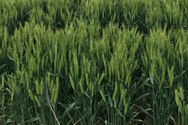 新麦40小麦品种简介，适宜播期10月上中旬