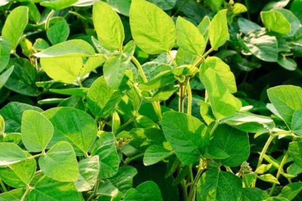 中豆57大豆种简介，亩种植密度2－5万株
