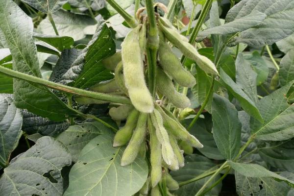 周豆34大豆品种简介，种植密度一般5－0万株/亩