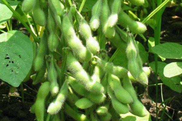 圣豆3号大豆品种简介，整个生育期预防病虫害