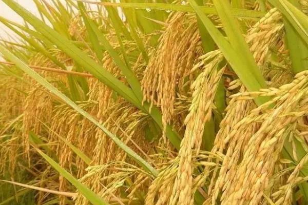 广泰优8055水稻种简介，每亩插足基本苗9万以上