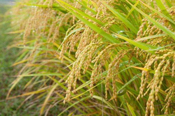 悦两优美香新占水稻种简介，每亩有效穗数18.2万穗