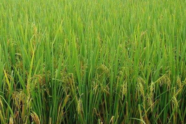 川种优3877水稻种简介，一般4月下旬至5月底播种