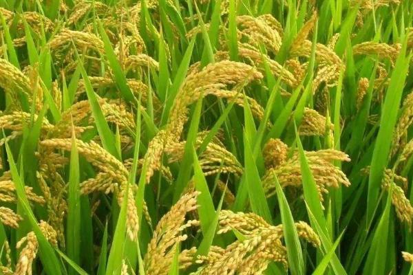 川种优3877水稻种简介，一般4月下旬至5月底播种