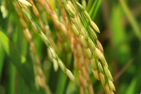 慧优98水稻种子特征特性，一般5月下旬至6月上旬播种