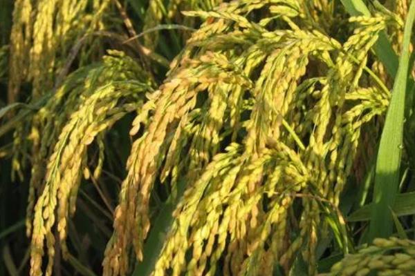 国香优雅禾水稻种简介，每亩有效穗数17.1万穗
