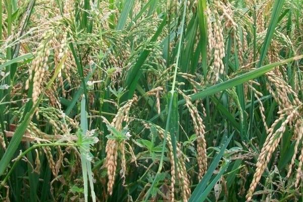 荃优902水稻种子特点，一般4月上旬至5月中旬播种