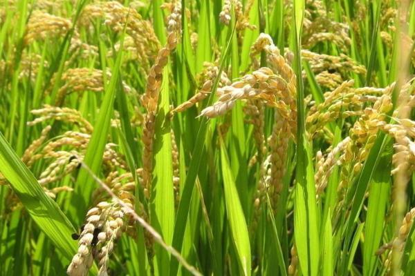 荃优902水稻种子特点，一般4月上旬至5月中旬播种