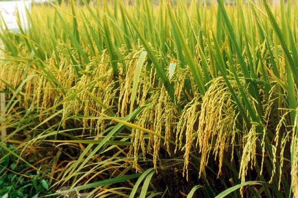 广8优914水稻种子特点，每亩有效穗数15.9万穗