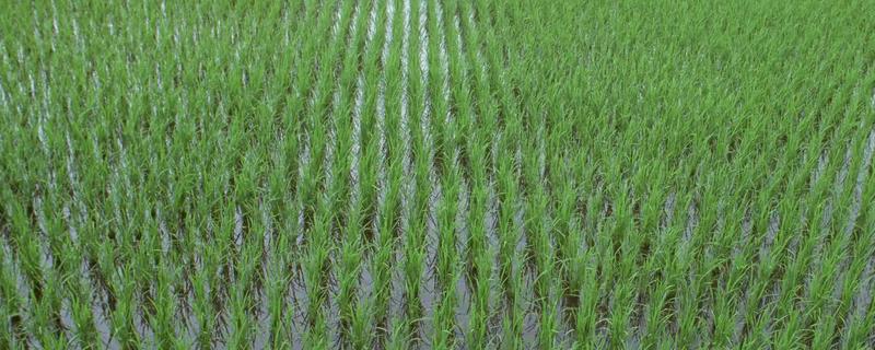 馫香优纳丝水稻品种简介，每亩有效穗数15.2万穗