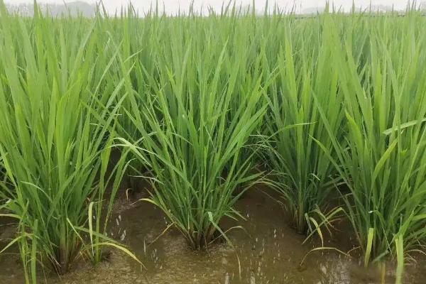 荃广优822水稻品种的特性，每亩插足基本苗8万以上