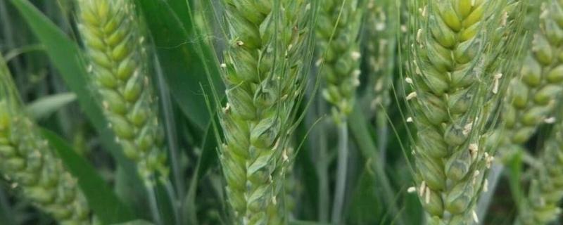 冀麦U87小麦品种的特性，平均生育期240天