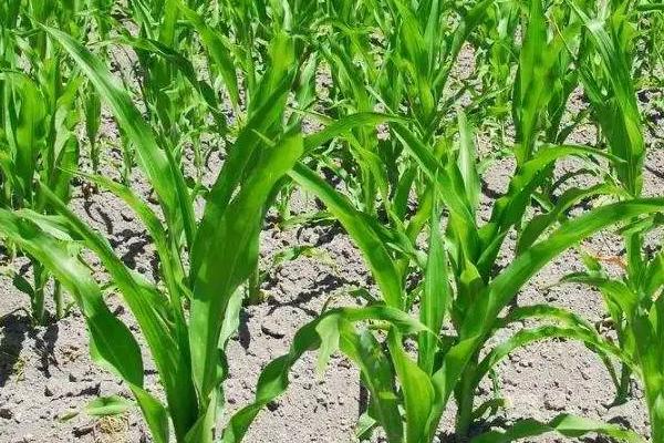 冠百567玉米种子特征特性，适宜播期4月下旬至5月上旬