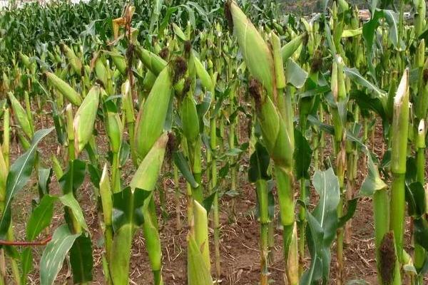 DF286玉米种子特征特性，适宜播期4月下旬至5月上旬