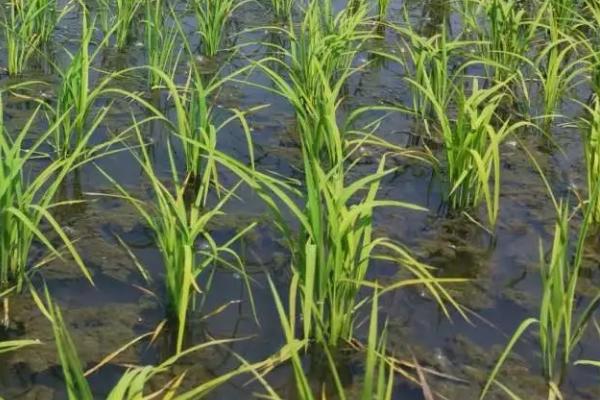 深两优5518水稻品种简介，全生育期132.3天