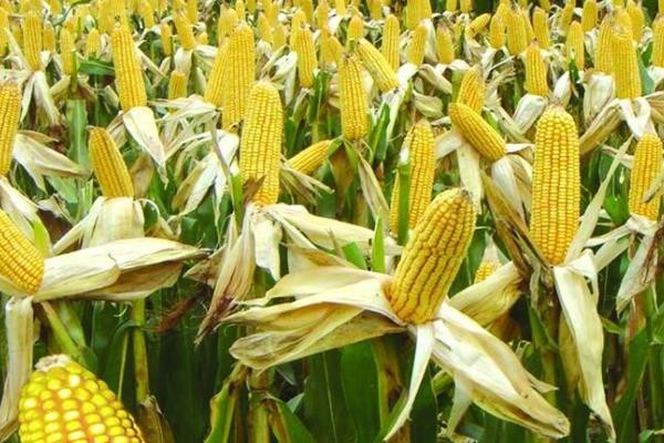 邢单S14-5002玉米种子介绍，生育期107天左右