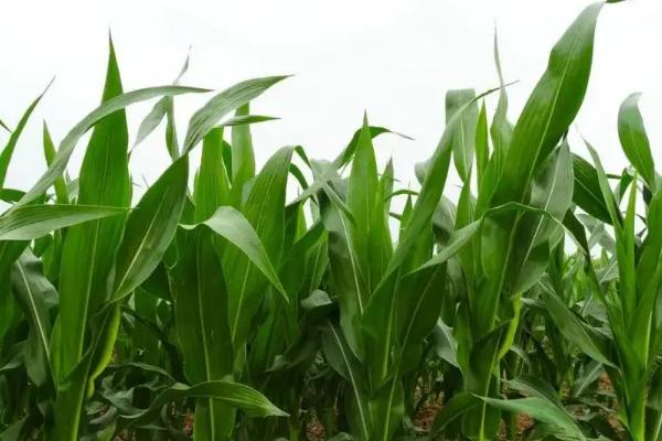 先玉1872玉米种简介，适宜密度为5000株/亩左右