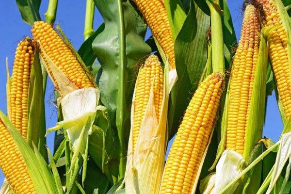 葫玉168玉米种子特点，密度5000株/亩左右