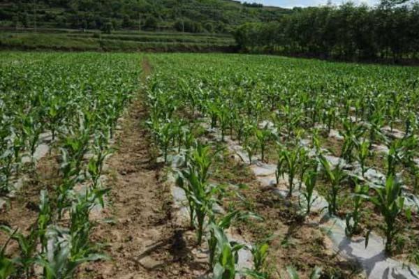登海1912玉米种子特点，适宜在肥力中上等的地块种植