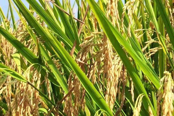 天隆粳13水稻品种的特性，4月上旬播种