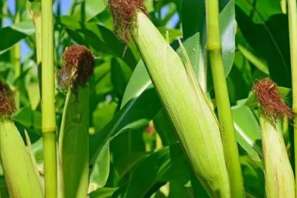 祥成266玉米种子简介，中晚熟品种