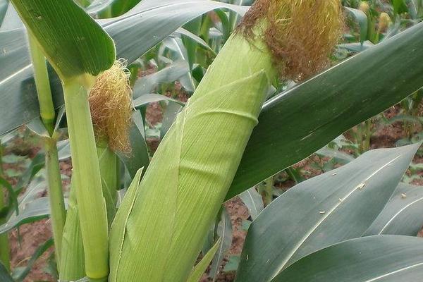 先丰188玉米种子简介，4月下旬至5月上旬播种