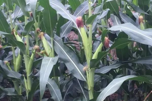 吉单427玉米种子特征特性，中熟品种
