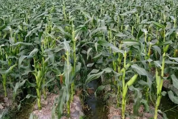 吉单63玉米品种的特性，4月下旬至5月上旬播种