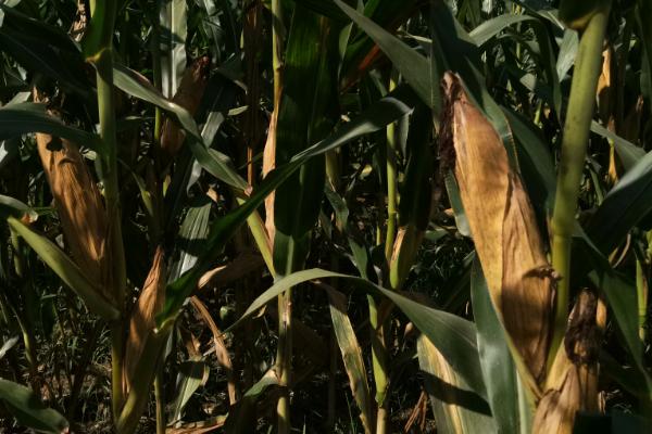 吉单63玉米品种的特性，4月下旬至5月上旬播种