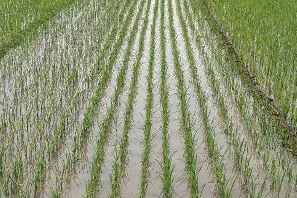 锦城优2115水稻品种简介，该品种基部叶叶鞘绿色