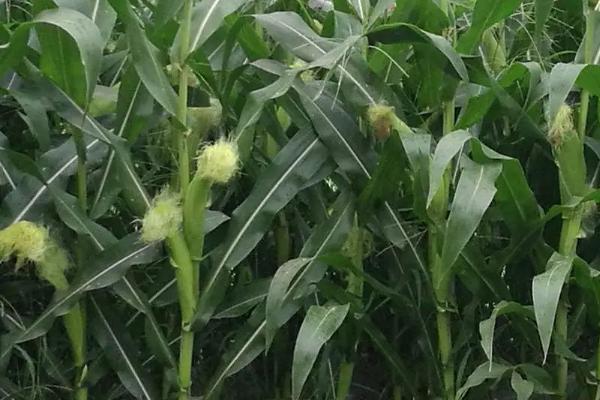 BMB458玉米种子特征特性，注意防治纹枯病和玉米螟