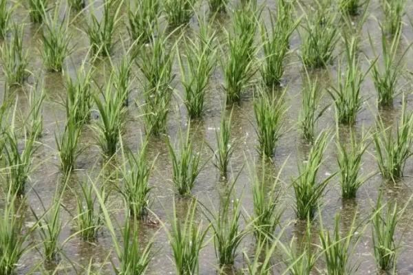 浙禾622水稻种子介绍，该品种株高适中