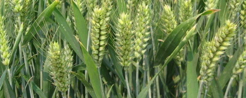 东昌668小麦种子特点，全生育期215.3天