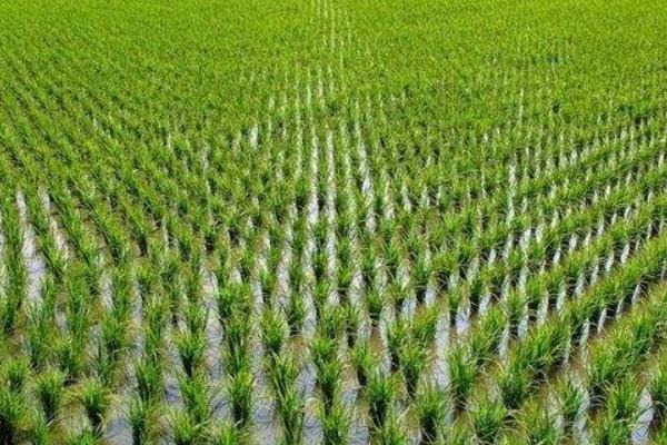 宁12优华占水稻种子特征特性，全生育期两年平均125天
