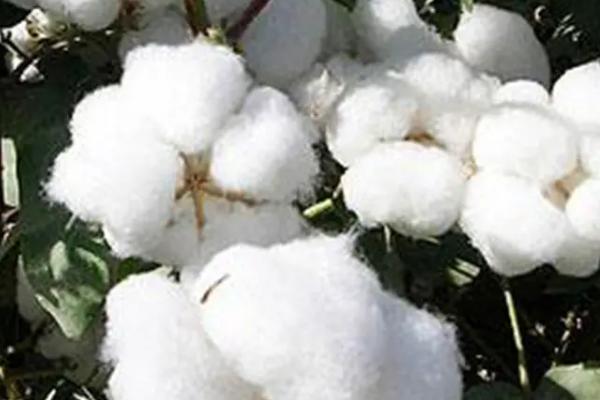 赣棉02棉花种简介，全生育期99.9天