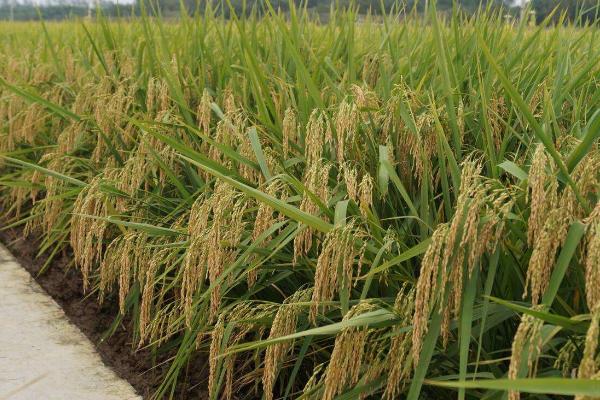 赣南黑米水稻品种的特性，秧田播种量每亩20-30公斤