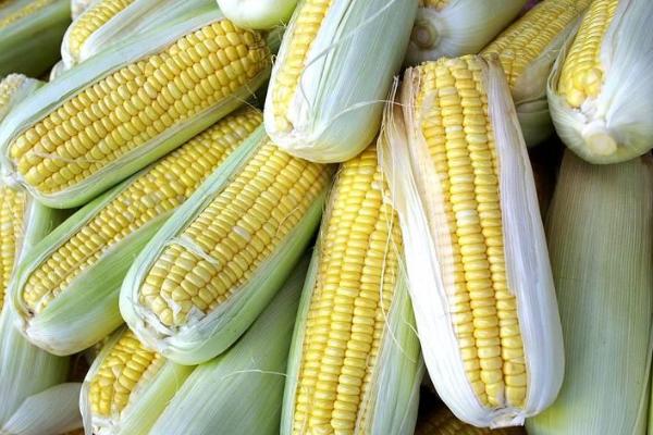 鲁宁738玉米种子特征特性，适宜密度为每亩4500株左右