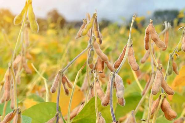 菏育10号大豆种子简介，适宜播期为6月10～25日